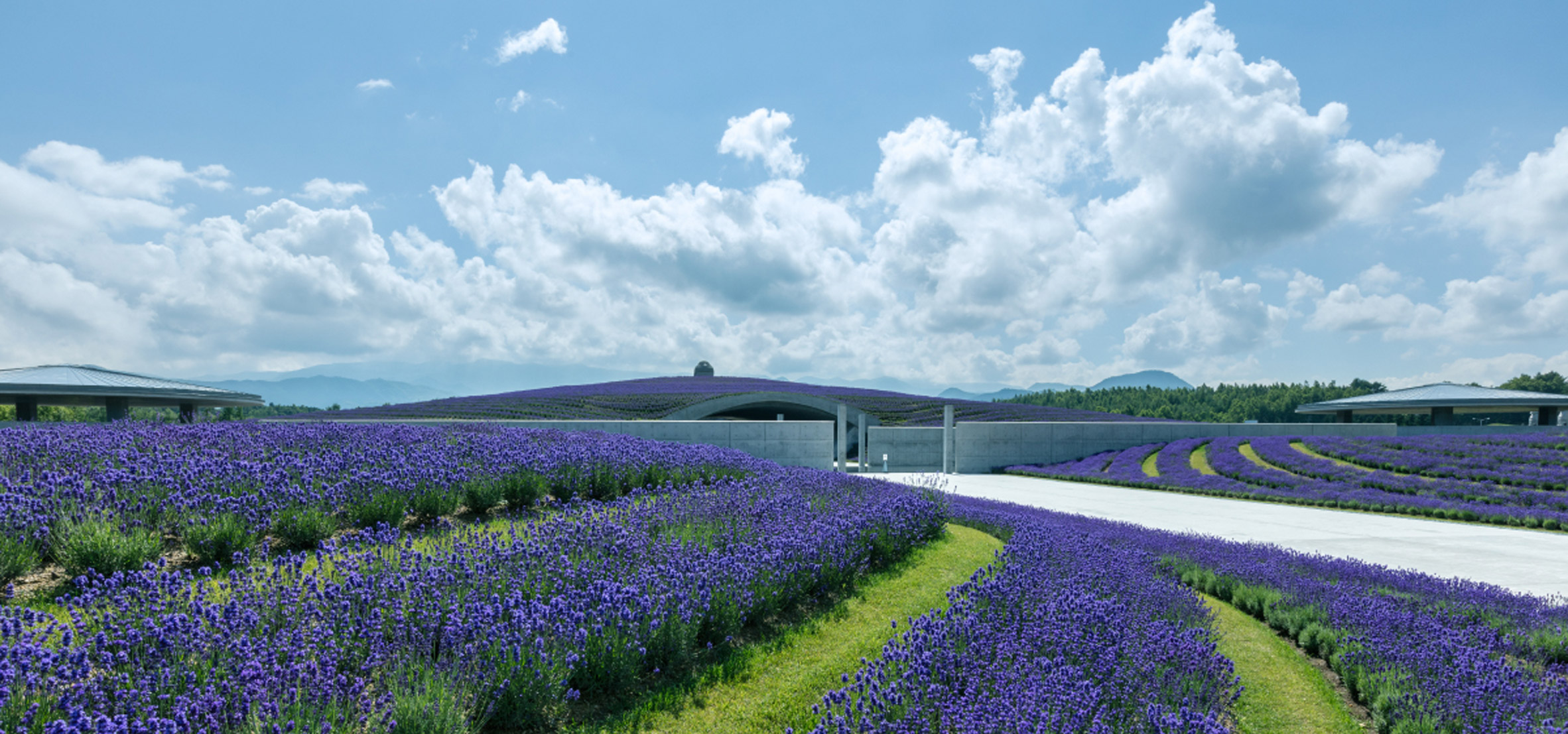 150000 lavender plants